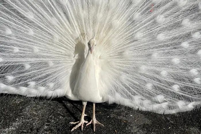 A white bird with extravagant feathers